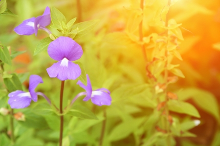 Purple Brazilian snapdragon beautiful flower  Select focus with shallow depth of field, with sunset light tone. ( Otacanthus caeruleus Lindl, Blue Hawaii bush )の写真素材