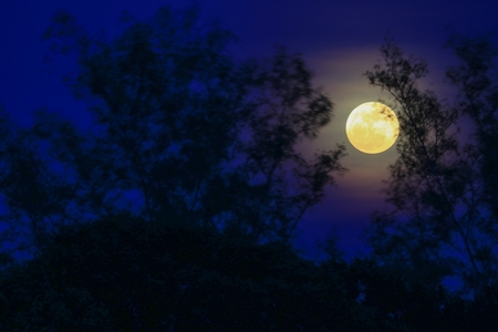 Full moon beautiful over dark  sky at have  tree shadow in night