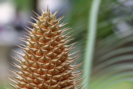 Flower of cycad  large pollen above a cyad sago palmの写真素材