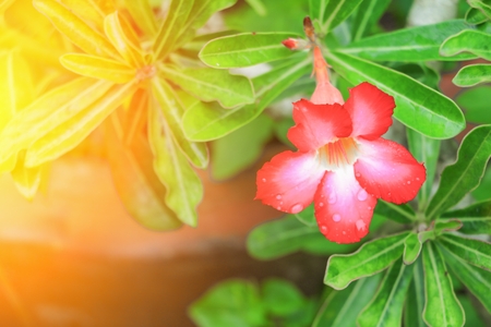 desert rose or adenium red flower and drip water, on tree  beautiful  in the garden  with sunset light tone. (Impala Lily )の写真素材