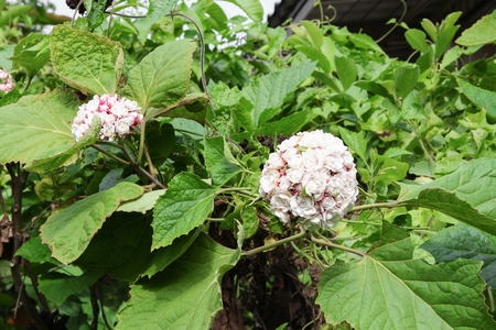 white  flower ball beautiful of fragrant in bloom on tree with copy space for add text