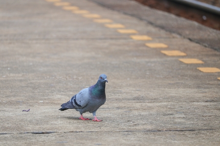 pigeon or dove beautiful  in natureの写真素材