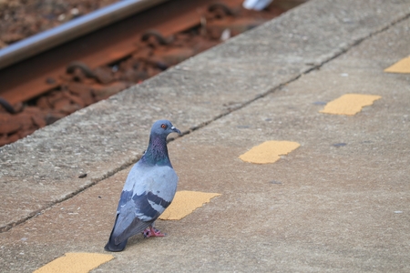 pigeon or dove beautiful  in natureの写真素材