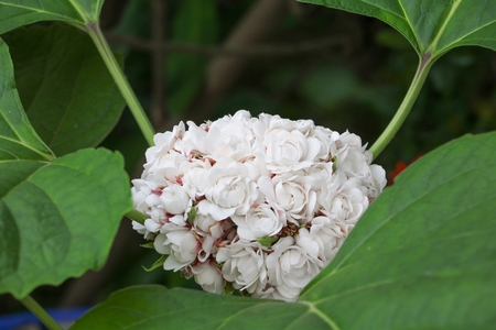white  flower ball beautiful of fragrant in bloom on tree with copy space for add textの写真素材