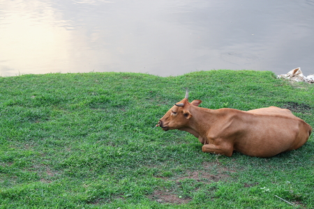 Cow relax on grass by the riverの写真素材
