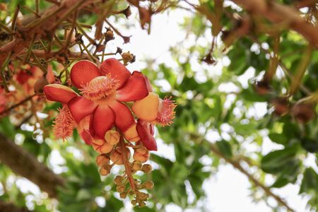 Cannon ball flower Beautiful  (Couroupita guianensis Aubl) Sal Tree of India The plant in Buddhism...