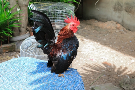chicken colorful ( species hen serama in farm south of Thailand )
