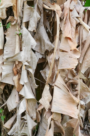 dry banana leaves for background.の写真素材