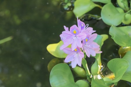 Water hyacinth floating beautiful in nature   Java Weed (Eichhornia crassipes (Mart.) Solms)の写真素材