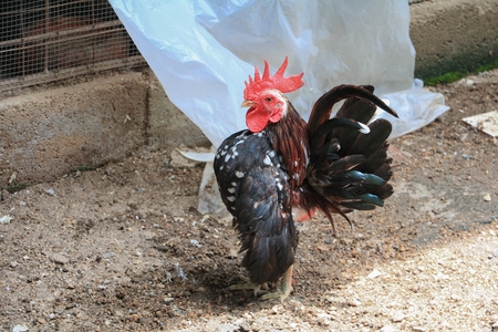 chicken colorful ( species hen serama in farm south of Thailand )の写真素材