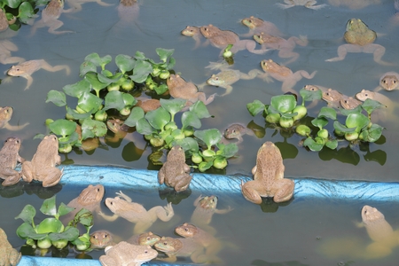 frog group of in the farmの写真素材