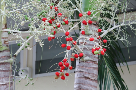 Raja Lipstick Palm Cyrtostachys renda  (Sealing wax , Lipstick , Raja , Maharajah ) ornamental plant...