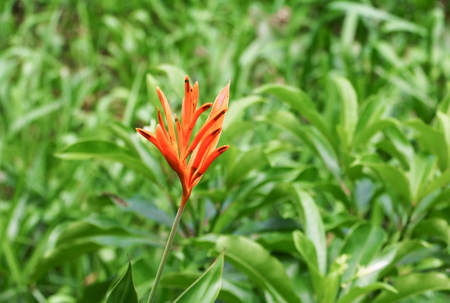 bird of paradise Beautiful flower Strelitzia Reginae select focus with shallow depth of fieldの写真素材