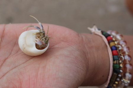 hermit crab Select focus (Diogenes, pagurian, soldier crab) on handの写真素材