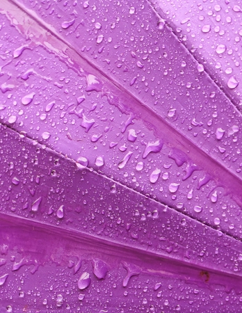 rain water drop on purple umbrella background with copy space for add textの写真素材