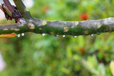 rain drop on a branch select focus with shallow depth of field.の写真素材