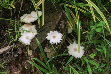 mushroom in nature beautiful on the floor grass,  select focus with shallow depth of field.の写真素材