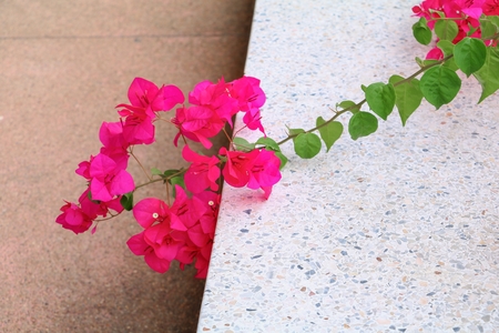 Bougainvillea flower purple beautifulの写真素材