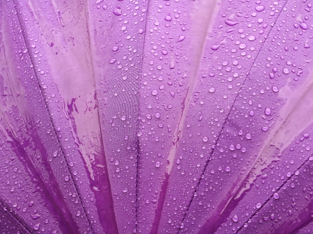 rain water drop on purple umbrella background with copy space for add textの写真素材