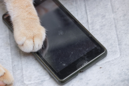 foot orange cat  with mobile phone  on old chairの写真素材