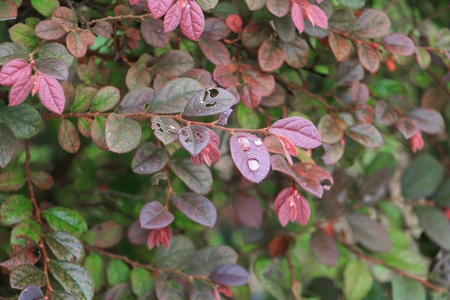 Water drop of on leaves beautiful nature select focus with shallow depth of field