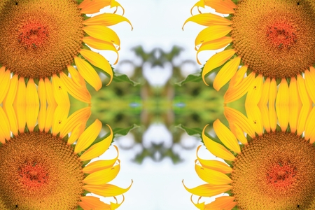 Sunflowers bloom  yellow beautiful for backgroundの写真素材