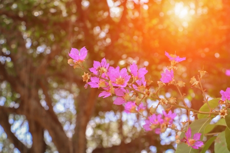 Pink crape myrtle Lagerstroemia  speciosa  or jarul flower with sunset light toneの写真素材