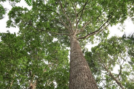 Tree closeup photoの写真素材