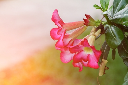 Desert Rose Tropical flower beautiful Pink adenium in garden with sunset light toneの写真素材