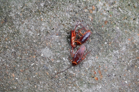 cockroache dead on the floor cement