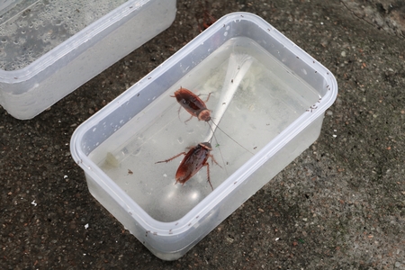 lunch box which has cockroache dead in water