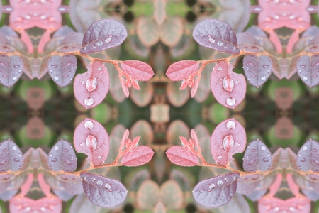 Water drop of on leaves beautiful seamless concept  pattern for backgroundの写真素材