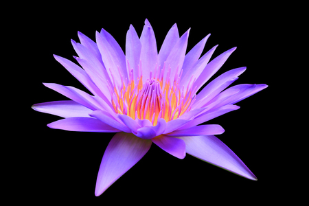 lotus flower or lilly purple  beautiful  isolated on black background with clipping pathの写真素材