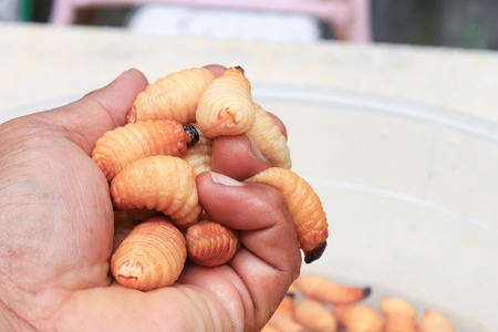 Sago beetle or worm palm weevil red  motion in hand (Rhynchophorus ferrugineus) Popular food larva Southern Thailandの写真素材