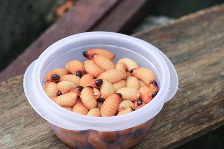 Sago beetle or worm palm weevil red  motion in cup on table polished stone (Rhynchophorus ferrugineus) Popular food larva Southern Thailandの写真素材