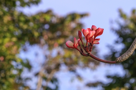 plumeria flower pink or desert rose beautiful tree on sky background ( Common name Apocynaceae, Frangipani, Pagoda, Temple )の写真素材