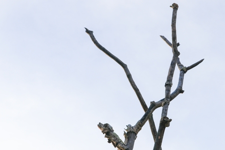 branch of plumeria flower tree beautiful in the forest on sky backgroundの写真素材