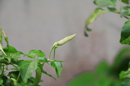 chili peppers fresh on the tree in gardenの写真素材