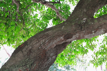 branch leaf of tree  beautiful in the forest, bottom viewの写真素材