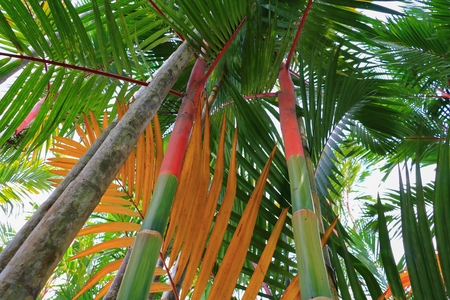 Red Bamboo, palm tree bottom viewの写真素材