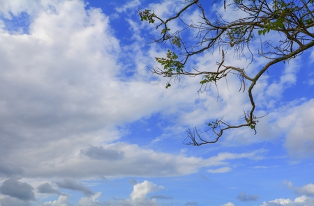 branch and leaf of tree beautiful on blue sky background with copy space for add textの写真素材