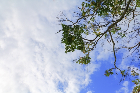 branch and leaf of tree beautiful on blue sky background with copy space for add textの写真素材