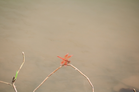 red dragonfly sitting on a dry leaf grass near the waterの写真素材