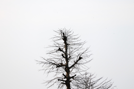 dry branch  shadow of  tree beautiful background with copy space for add text