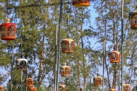 Zebra Dove (Geopelia striata) contest bird tradition 
 south in Thailandの写真素材
