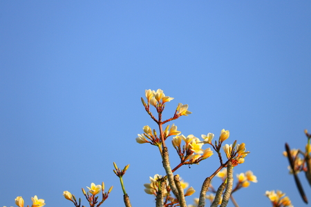 Plumeria flower white and pollen yellow beautiful on tree ( Common name pocynaceae, Frangipani , Pagoda tree, Temple tree )の写真素材