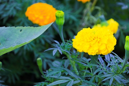 marigold yellow flower blooming beautiful in garden   (Tagetes erecta, Mexican marigold, Aztec marigold, African marigold)の写真素材