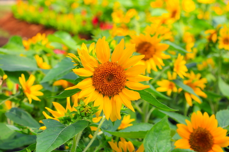 sunflowers yellow blooming close up in garden flower beautifulの写真素材