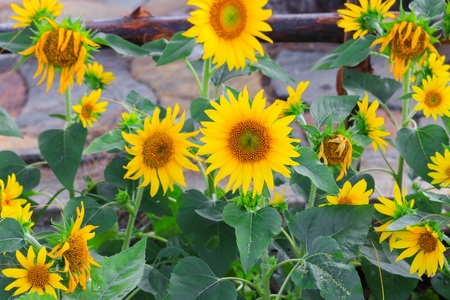 sunflowers yellow blooming  in garden flower beautifulの写真素材