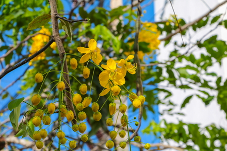 Cassia fistula. Golden Shower Tree in natural beautiful on the blue sky backgroundの写真素材